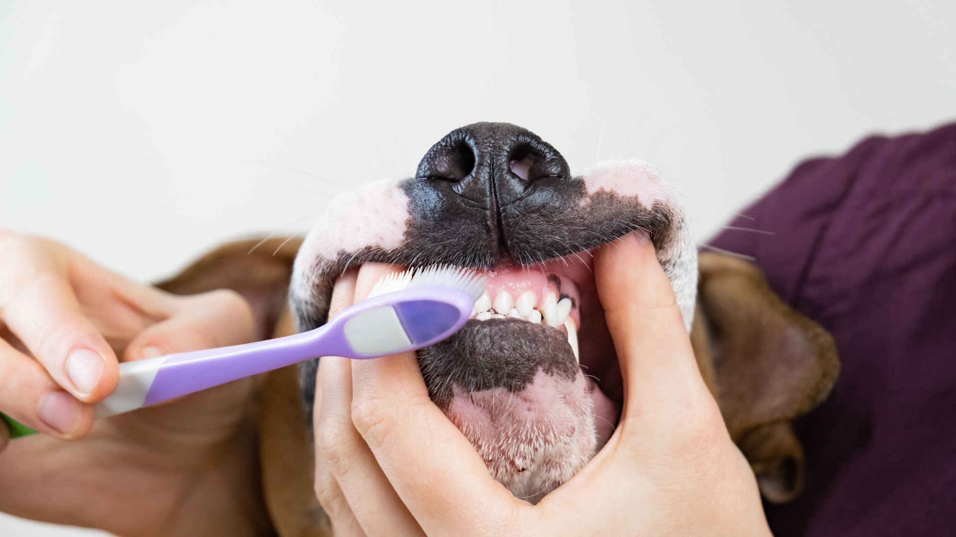 vet cleaning dogs teeth